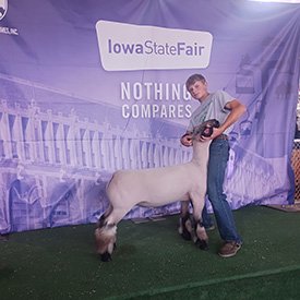 Top 5 in class - Division 4 Market Lamb
2024 Iowa State Fair
