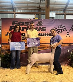 Champion White Face Ewe and 5th Overall Breeding Ewe
2025 Fast n N'Furious Jackpot
